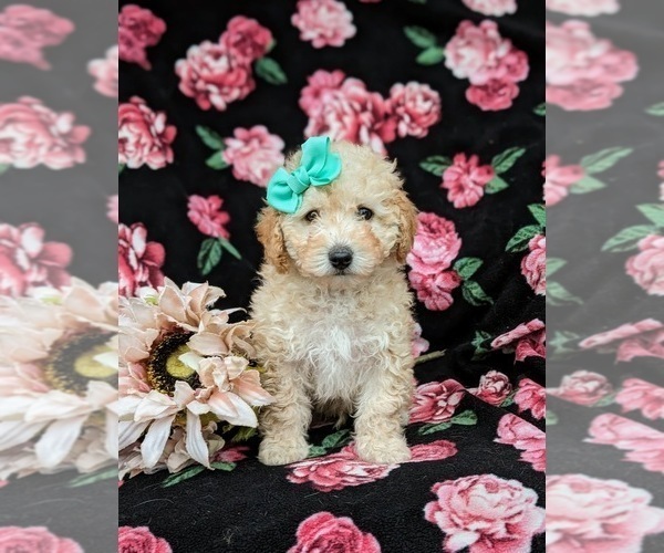 Medium Photo #3 Poodle (Toy) Puppy For Sale in LINCOLN UNIVERSITY, PA, USA