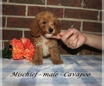Small #2 Cavapoo (Miniature)