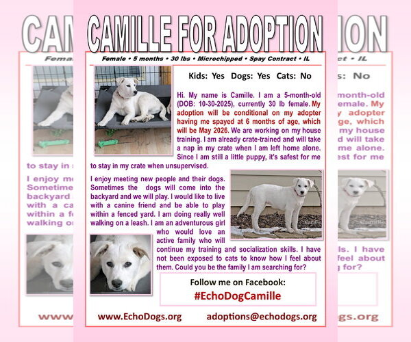 Medium Photo #2 Mutt Puppy For Sale in Hoffman Estates, IL, USA