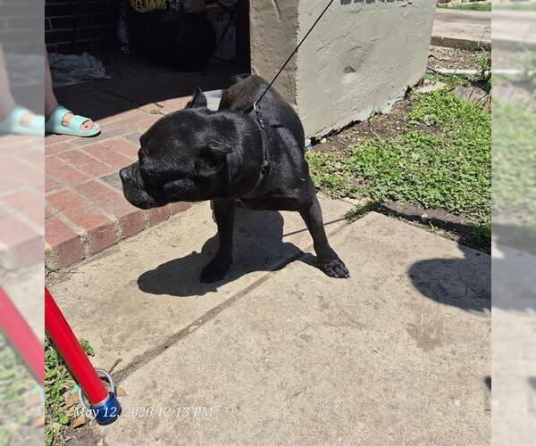 Medium Photo #1 Bulldog-Unknown Mix Puppy For Sale in San Antonio, TX, USA