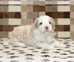 Small #2 Bernedoodle (Miniature)
