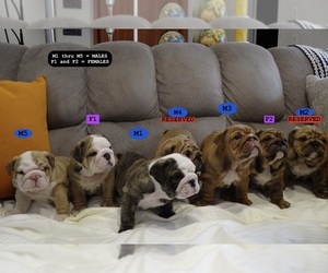 Bulldog Puppy for Sale in TEMPE, Arizona USA