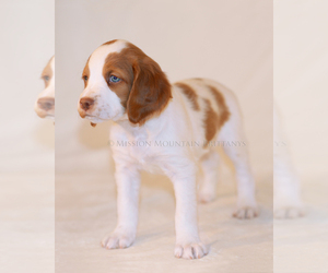 Brittany Puppy for sale in CONDON, MT, USA