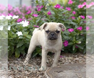 Pug Puppy for sale in SHIPPENSBURG, PA, USA