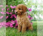 Small Photo #2 Goldendoodle Puppy For Sale in NAPPANEE, IN, USA