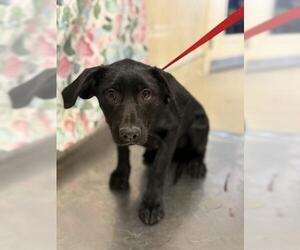 German Shepherd Dog-Unknown Mix Dogs for adoption in Riverside, CA, USA