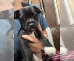 Small #1 Mutt