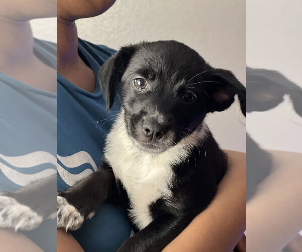 Medium Photo #2 Border Kelpie Puppy For Sale in Dana Point, CA, USA