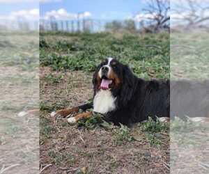 Bernese Mountain Dog Puppy for sale in DELTA, CO, USA