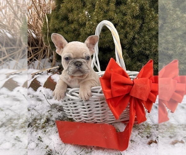 Medium Photo #4 French Bulldog Puppy For Sale in MIDDLEBURY, IN, USA