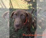 Small #5 Labrador Retriever Mix
