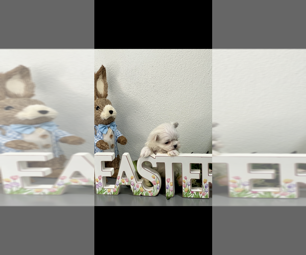 Medium Photo #2 Maltese Puppy For Sale in NILES, MI, USA