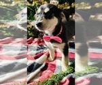 Small Photo #12 Labrador Retriever Puppy For Sale in BAKERSFIELD, CA, USA