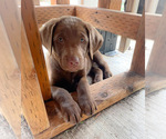 Small Labrador Retriever