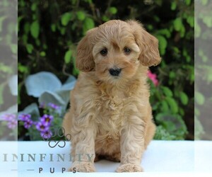 Goldendoodle (Miniature) Puppy for sale in EAST EARL, PA, USA