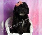 Puppy Praline Goldendoodle (Miniature)