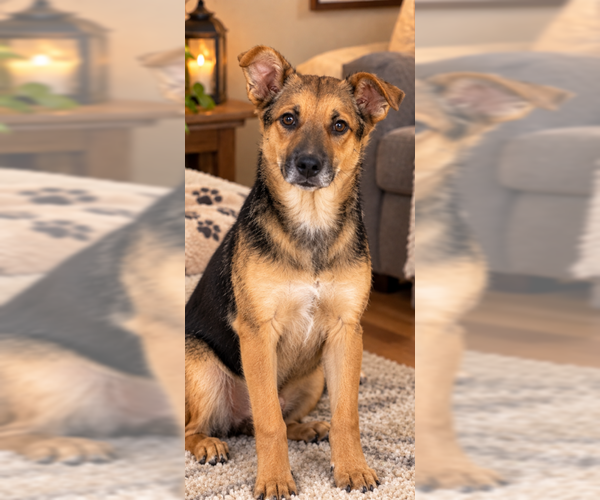 Medium Photo #2 Mutt Puppy For Sale in Sistersville, WV, USA