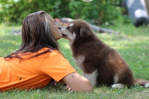 Alaskan Malamute Dogs for adoption in ADDISON, TX, USA