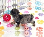 Rocky - Male Yorkipoo Puppy for Sale - Photo #8