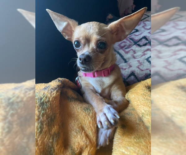 Medium Photo #1 Chihuahua Puppy For Sale in San Diego, CA, USA