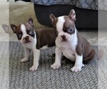 Small Photo #3 Boston Terrier Puppy For Sale in NEW HOLLAND, PA, USA