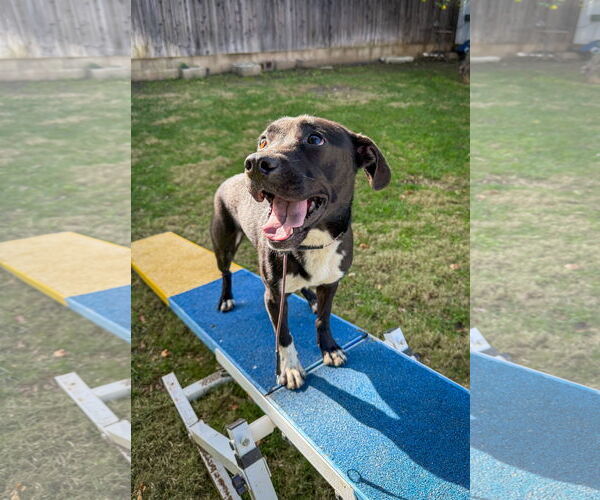 Medium Photo #5 Labrador Retriever-Unknown Mix Puppy For Sale in San Diego, CA, USA