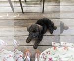 Small Photo #31 Saint Berdoodle Puppy For Sale in DINWIDDIE, VA, USA