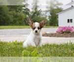 Small Photo #5 Papillon Puppy For Sale in SEBRING, OH, USA