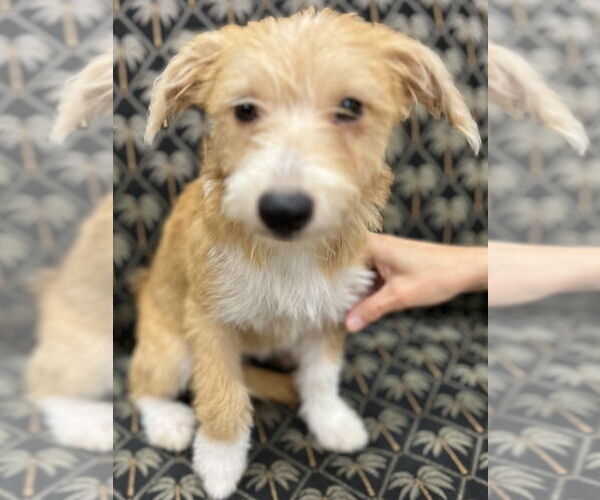 Medium Photo #1 Mutt Puppy For Sale in Mundelein, IL, USA