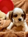 Small Photo #18 Cavalier King Charles Spaniel Puppy For Sale in LEICESTER, NC, USA