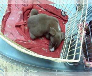Labrador Retriever-Unknown Mix Dogs for adoption in Tulsa, OK, USA