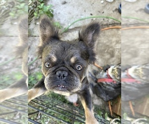 French Bulldog Puppy for sale in DENHAM SPRINGS, LA, USA