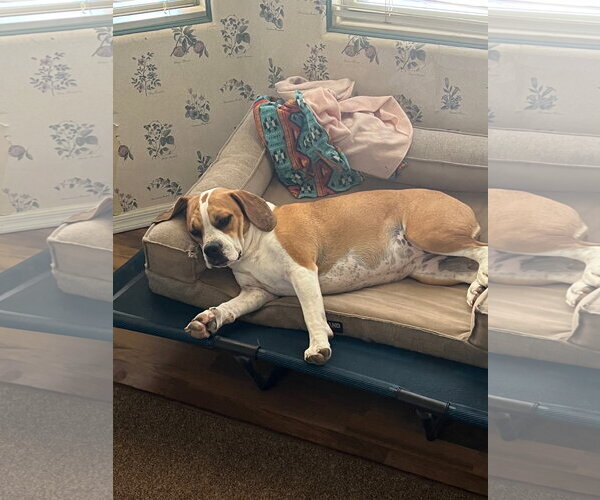 Medium Photo #3 Beagle-Unknown Mix Puppy For Sale in Chandler, AZ, USA