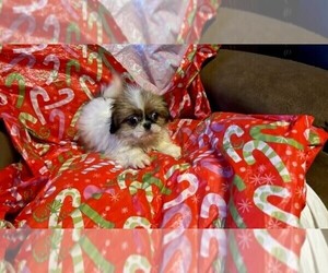 Shih Tzu Puppy for sale in PITTSTOWN, NJ, USA