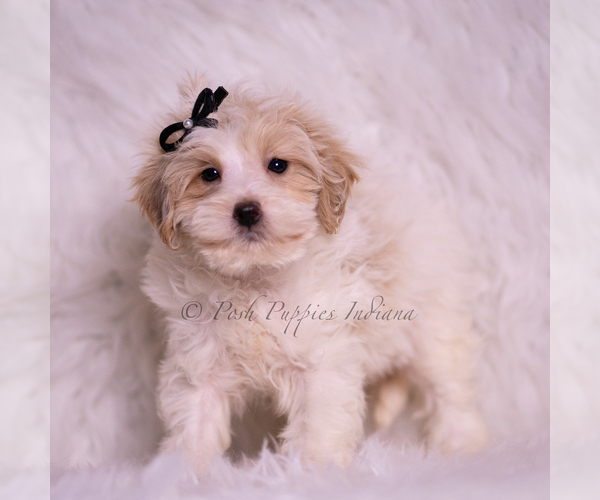 Medium Photo #81 Maltipoo (Miniature) Puppy For Sale in WARSAW, IN, USA