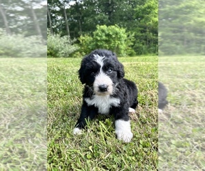 Aussiedoodle Puppy for sale in ROCK, WV, USA