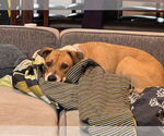 Small #1 Retriever  Mix