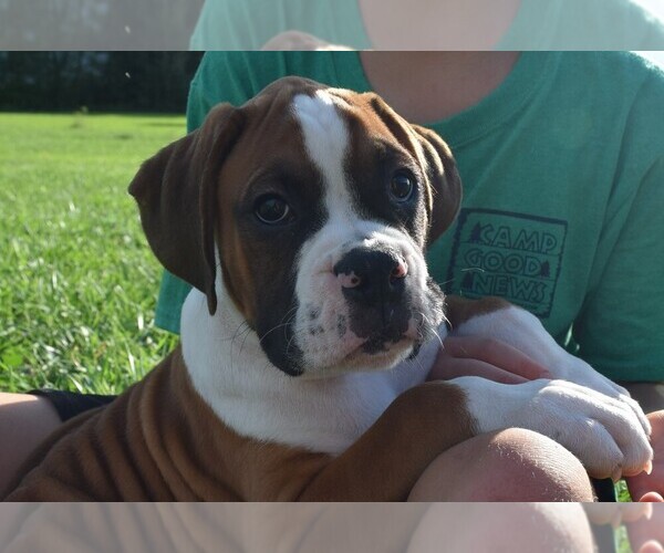 Medium Photo #1 Boxer Puppy For Sale in HUMBOLDT, NE, USA