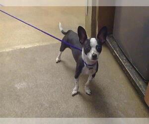 Chihuahua-Unknown Mix Dogs for adoption in Sacramento, CA, USA