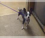 Small Chihuahua Mix