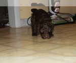 Small Photo #11 Poodle (Standard) Puppy For Sale in SPENCER, TN, USA