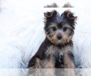 Yorkshire Terrier Puppy for sale in MARIETTA, GA, USA