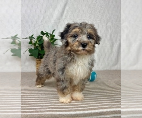 Medium Photo #3 Bernedoodle (Miniature) Puppy For Sale in GREENFIELD, IN, USA