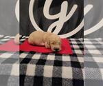 Small Photo #3 Golden Retriever Puppy For Sale in CUMMING, GA, USA