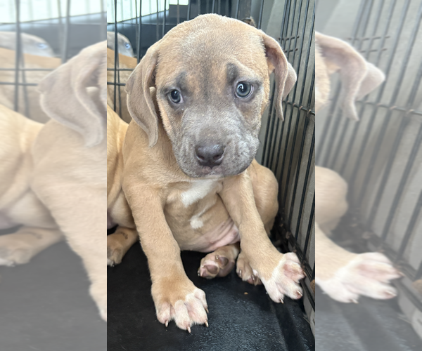 Medium Photo #2 Catahoula Leopard Dog-Unknown Mix Puppy For Sale in Decatur, GA, USA