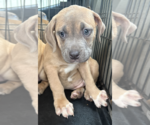 Small #1 Catahoula Leopard Dog Mix