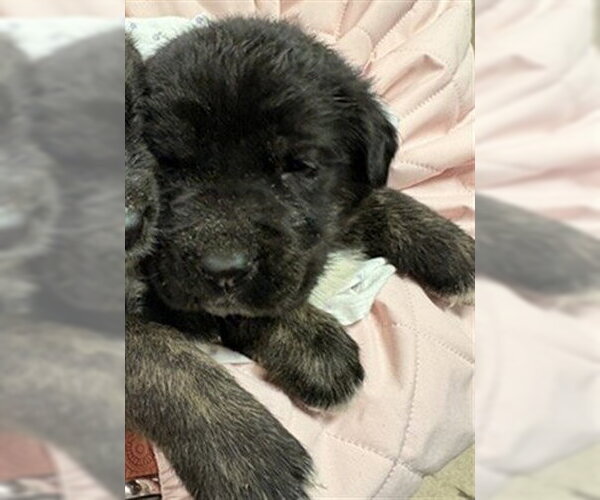 Medium Photo #1 Australian Shepherd-German Shepherd Dog Mix Puppy For Sale in Riverside, CA, USA