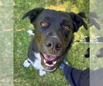 Small Labrador Retriever Mix
