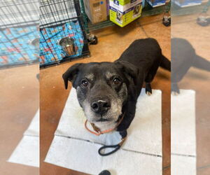 Labrador Retriever-Unknown Mix Dogs for adoption in Bolivar, MO, USA