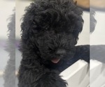Puppy Black male Puli